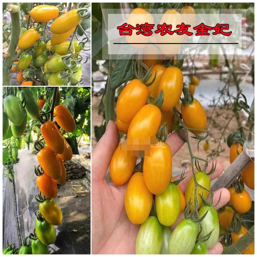 F1台湾农友金妃小番茄种子5粒5元耐青枯黄色圣女果樱桃番28元包邮 - 图2