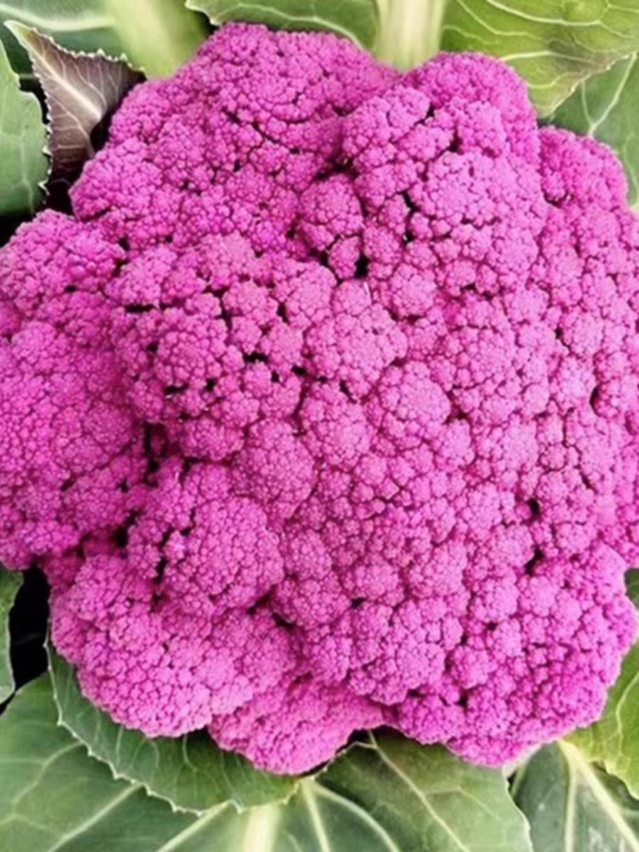 多彩椰菜种子约220粒4.9元原厂彩包四季花菜适合冬天种的菜籽,淘宝优惠券,粉丝福利购,淘宝优惠卷