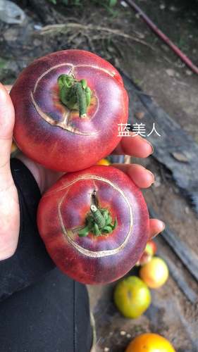 传家宝番茄种子蓝美人blue beauty5粒5元满28元包邮 - 图1