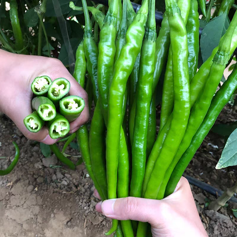 菜用辣椒种子合集螺丝椒杭椒二金条樟树港羊角椒麻椒黄线椒港椒,淘宝优惠券,粉丝福利购,淘宝优惠卷