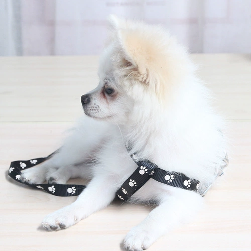 Ходячая собачья веревка маленькая собака Тедди собака