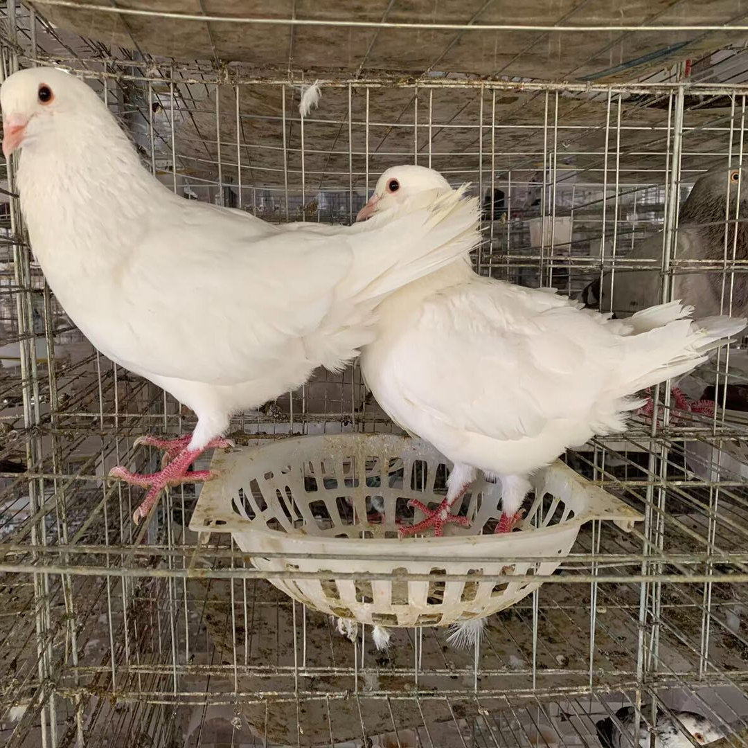 鸽子蛋受精可孵化种蛋白羽王银王灰王,淘宝优惠券,粉丝福利购,淘宝优惠卷