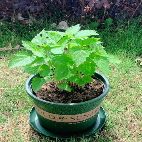 藿香苗盆栽可食用新鲜香叶植物 庭院阳台庭院可种植 五香叶鱼香草 - 图0