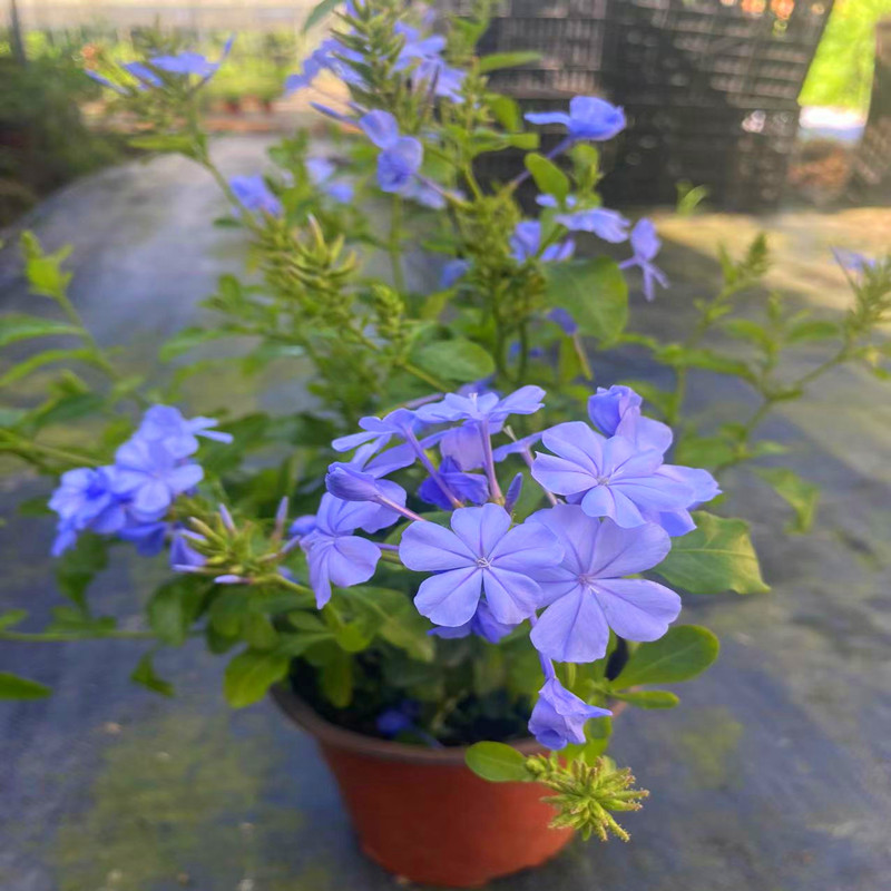 蓝雪花加仑盆栽大苗带花苞阳台庭院木本花卉耐热好养植物四季开花 - 图2