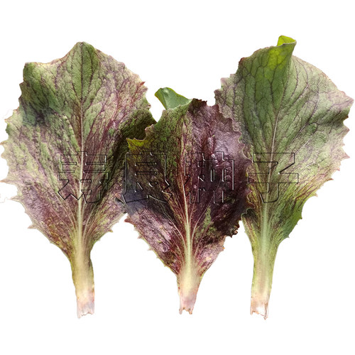 生菜种子菊苣花裙紫红烤肉包饭四季特色韩国育种蔬菜籽寿光莱孑 - 图3