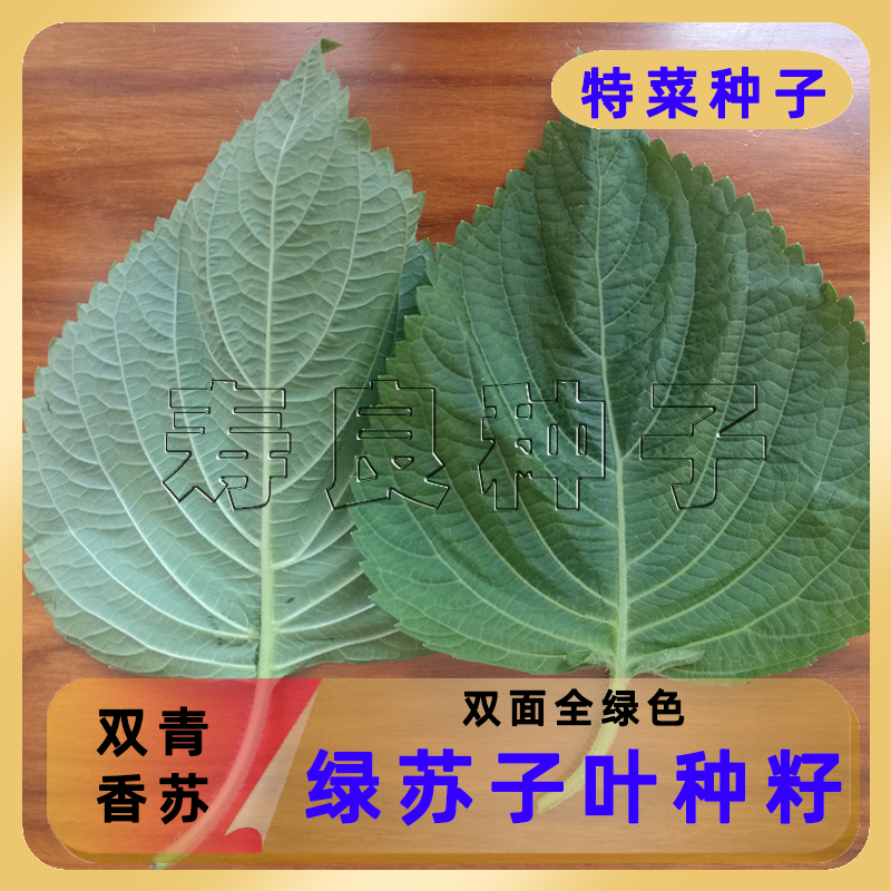 苏子叶种子孑苗双青绿大圆香韩国进口四季盆栽食用烤肉泡菜蔬菜籽