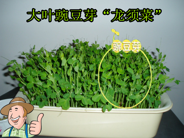 芽苗菜豆苗种籽大叶豌豆苗有须无须盆栽四季豆荷兰豆进口蔬菜种子