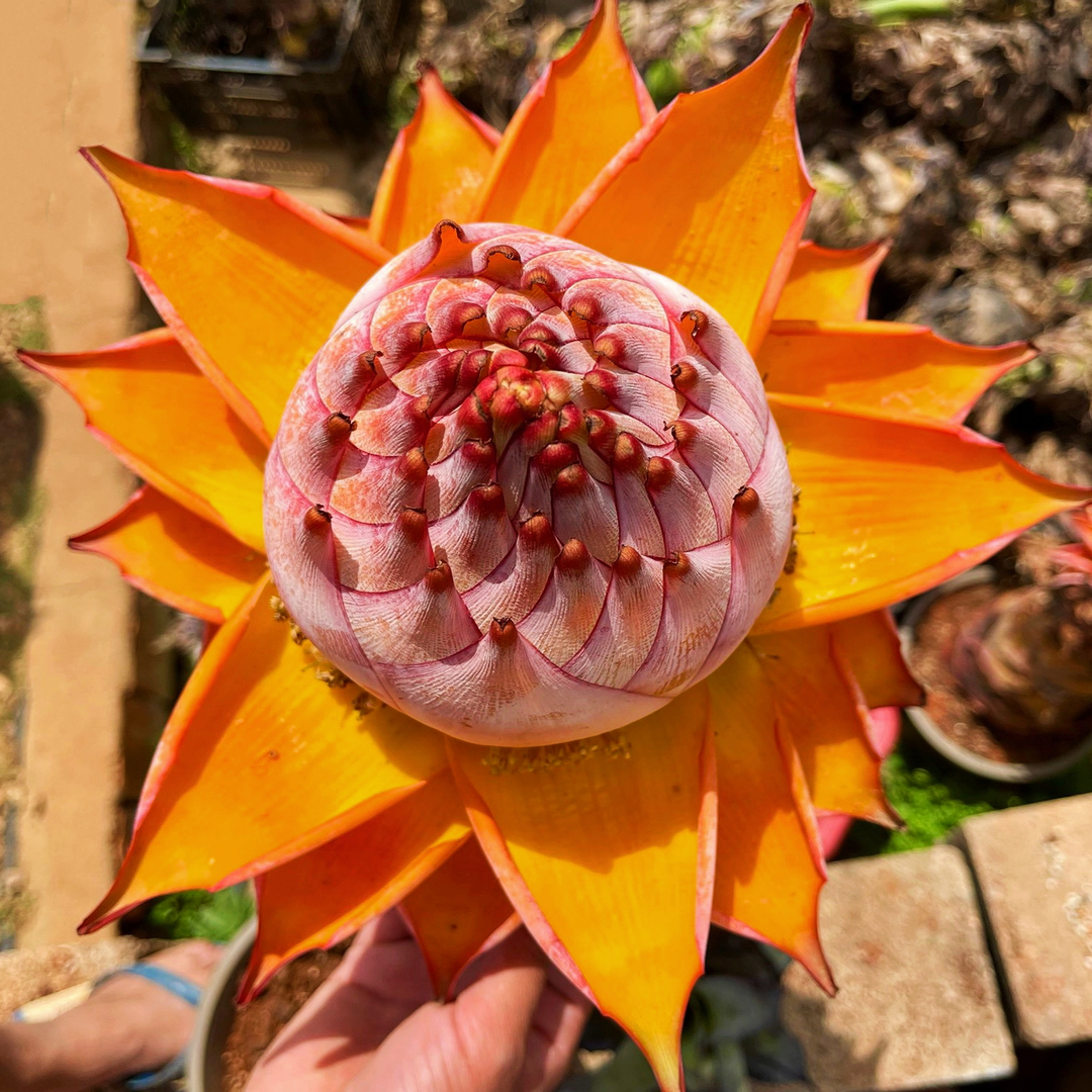 地涌金莲盆栽大型盆景云南稀有鲜花千瓣莲花庭院装饰红莲绿植 - 图1