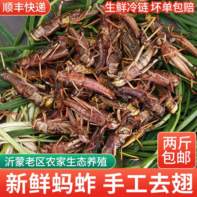 新鲜去翅膀公母蚂蚱活体速冻蚱蜢商用烧烤食材油炸蝗虫草蜢鸟鱼食 - 图1