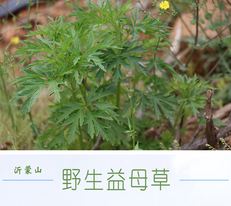 益母草蒙山野生新货中药材泡水红糖姜暖姨妈月经花茶泡脚泡澡原料 - 图1