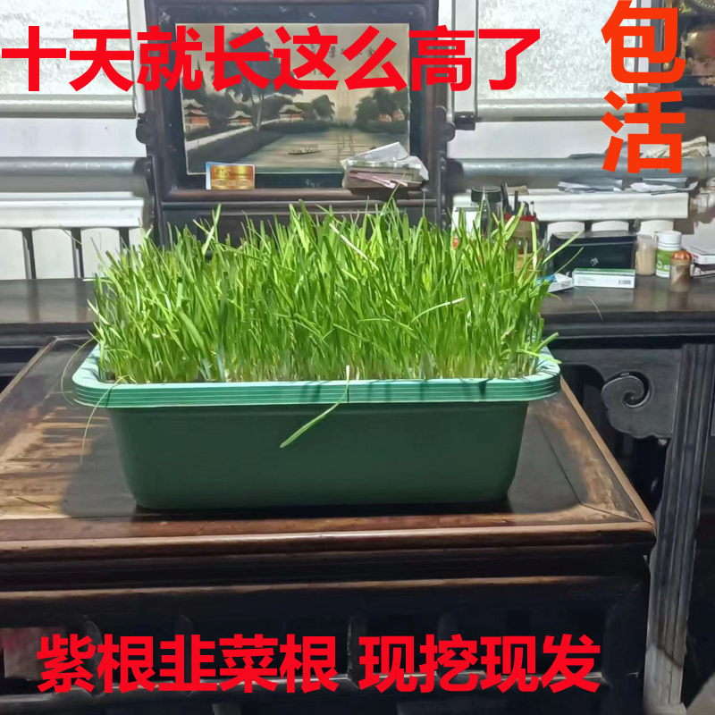 新韭菜根苗现挖红紫根四季小叶阳台室内盆景栽好养易活绿植老品种 - 图1