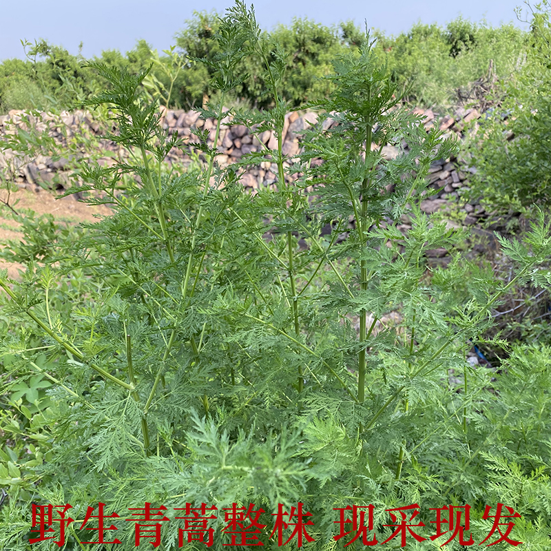 黄蒿苦蒿青蒿草野生新鲜臭蒿草煮水泡茶清热下火现采500g买2送1-图1