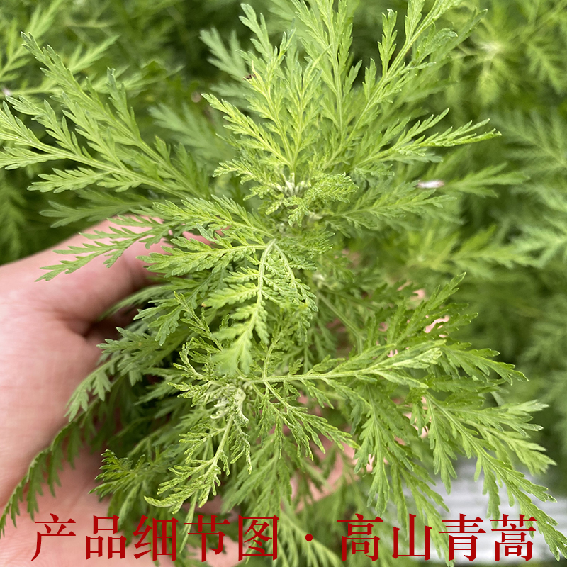 黄蒿苦蒿青蒿草野生新鲜臭蒿草煮水泡茶清热下火现采500g买2送1 - 图0