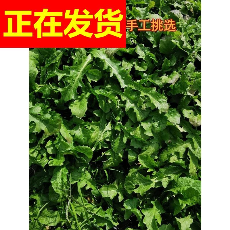 新鲜江苏农家自种饺子春卷包子馅料露天种植3斤荠菜野菜新鲜包邮 - 图0