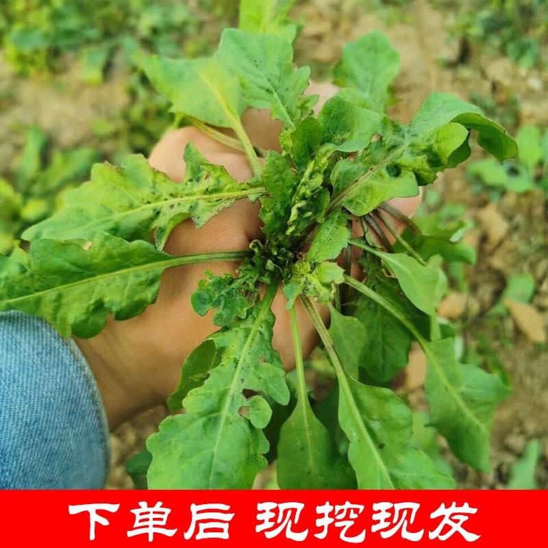 荠菜野菜新鲜包邮4斤 地菜齐菜野生现挖鲜荠菜水饺陷小叶天然蔬菜 - 图0