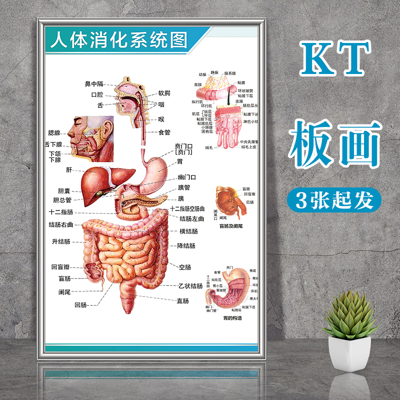 人体解剖学骨骼结构图神经肌肉内脏分布图呼吸系统消化器官挂图-图1