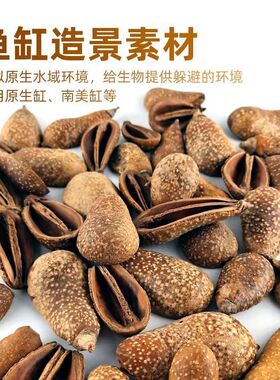 天然植物洋梨果进口干花节日场景装饰干果南美缸造景底床修饰果壳