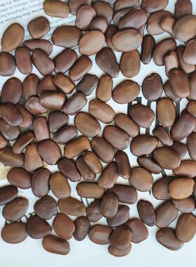 特惠价格仪花种子标本diy手工标本制作材料瑕疵品种子