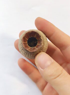 招财咕嘟果豌豆果烟斗果进口僵尸果射手果干果装饰家居抖音礼品