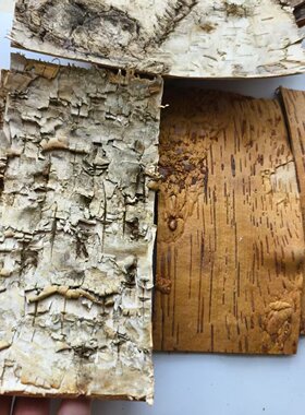 天然风干白桦树皮手工艺品DIY材料绘画装饰管道装修拍摄道具贴墙