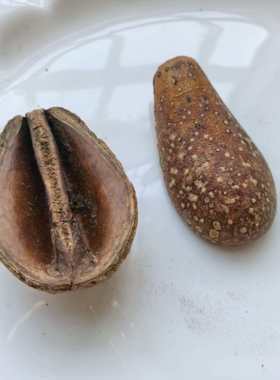 南美缸造景底床修饰果壳进口天然植物洋梨果干花豆荚娃娃装饰干果