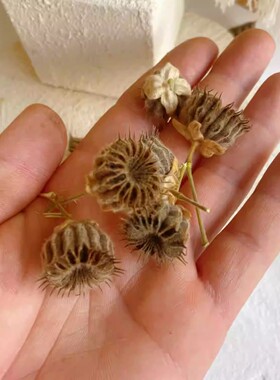 风车果手工装饰干果手工diy松果画圣诞藤圈材料 幼儿园手工课材料