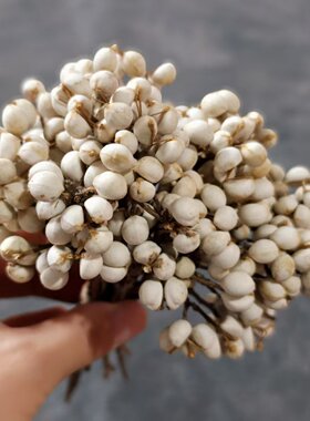 短枝小白果干花一斤装当季新乌桕果包邮 圣诞花环装饰干花点缀DIY