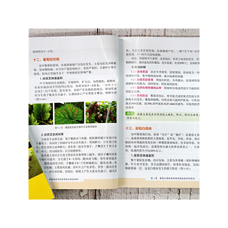 葡萄病虫害快速鉴别与防治妙招葡萄种植栽培技术书果树种植大全病虫害图谱与防治栽培技术农业书籍科学实用果树栽培生产管理教程-图2