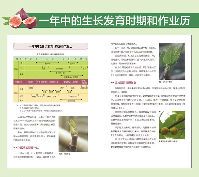 图解无花果优质栽培与加工利用 栽培管理 整形修剪 加工利用图解 果树农业种植种书籍 无花果种植栽培技术书 无花果种植技术书籍 - 图1