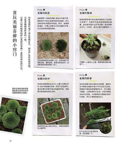 玩苔藓 六大名师教你手制苔藓球和苔藓小景 苔藓微景观 苔藓盆景制作教程书籍 苔藓球制作与养护 多肉植物花草盆苔藓新视界 - 图3