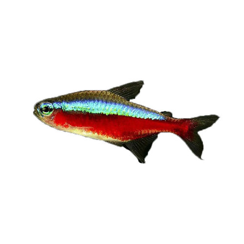 宝莲灯鱼活体灯科鱼淡水小型草缸群游好养耐活红绿灯热带观赏鱼苗 - 图3