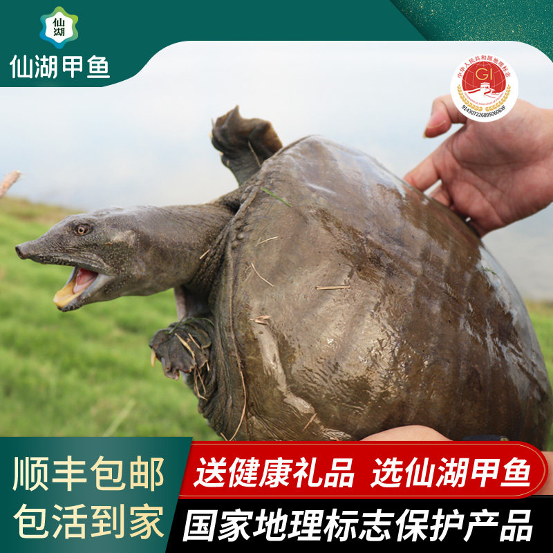 仙湖甲鱼7斤汉寿甲鱼中华鳖生鲜10年仿野自然生长老水鱼高档送礼,淘宝优惠券,粉丝福利购,淘宝优惠卷