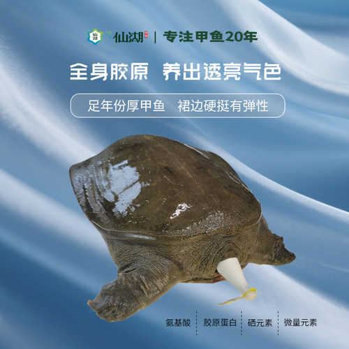 仙湖甲鱼2.5斤汉寿甲鱼6年生态仿野外生长水鱼生鲜家人调理送礼 - 图3