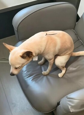 狗拉屎抱枕拉屎狗狗毛绒萌趣狗嗯嗯造型抱枕可爱家居摆件玩偶挂件