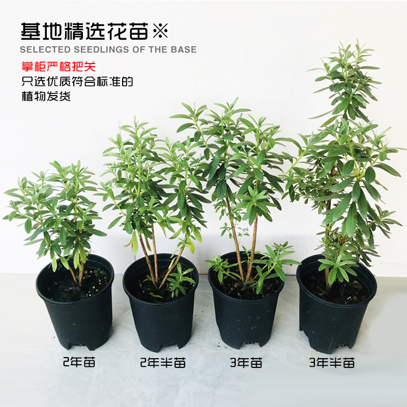 皋月杜鹃花岸牡丹带香味花卉盆栽四季开花名贵品种庭院树苗好养活-图2