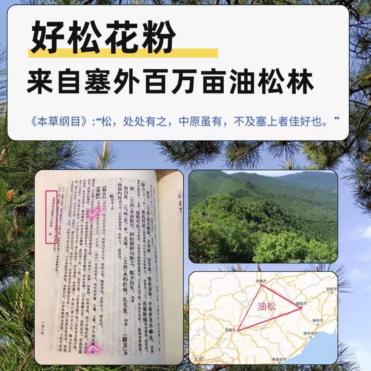 SAISHANGSONG塞上松东北野生油松 破壁松花粉无添加非马尾松花粉 - 图1