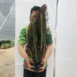 Цветочный цветок