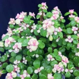 Клифф Золотой ветвь нефритовый лист в форме горшка старый бонсай, сочный балкон, Йельский университет, хорошие цветы и зеленые растения