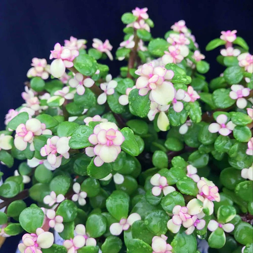 Клифф Золотой ветвь нефритовый лист в форме горшка старый бонсай, сочный балкон, Йельский университет, хорошие цветы и зеленые растения