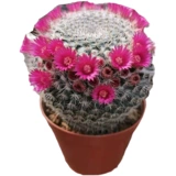 Yuweng Fairy Basin Plant Plant Office Office Desktop Radiation Green Plant Canculats Cantular