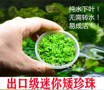 鱼缸植物冒泡草坪迷你矮珍珠进口爬地迷你矮草原类速爬水草成景 - 图0