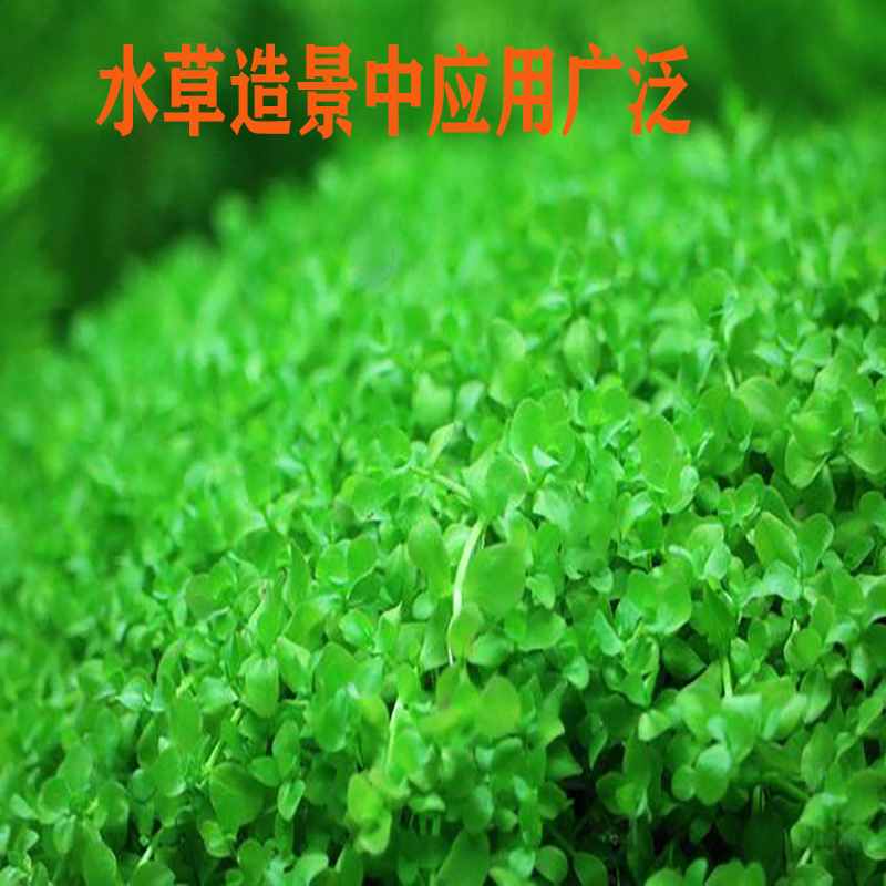 鱼缸植物造景铺底冒泡草坪前景无菌爬地大矮珍珠真水草水族箱草 - 图0