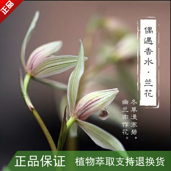 兰草 新人首单立减十元 22年11月 淘宝海外