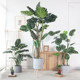 Large simulated green plant monstera living room bionic indoor plant potted ornaments floor decoration fake turtle tree