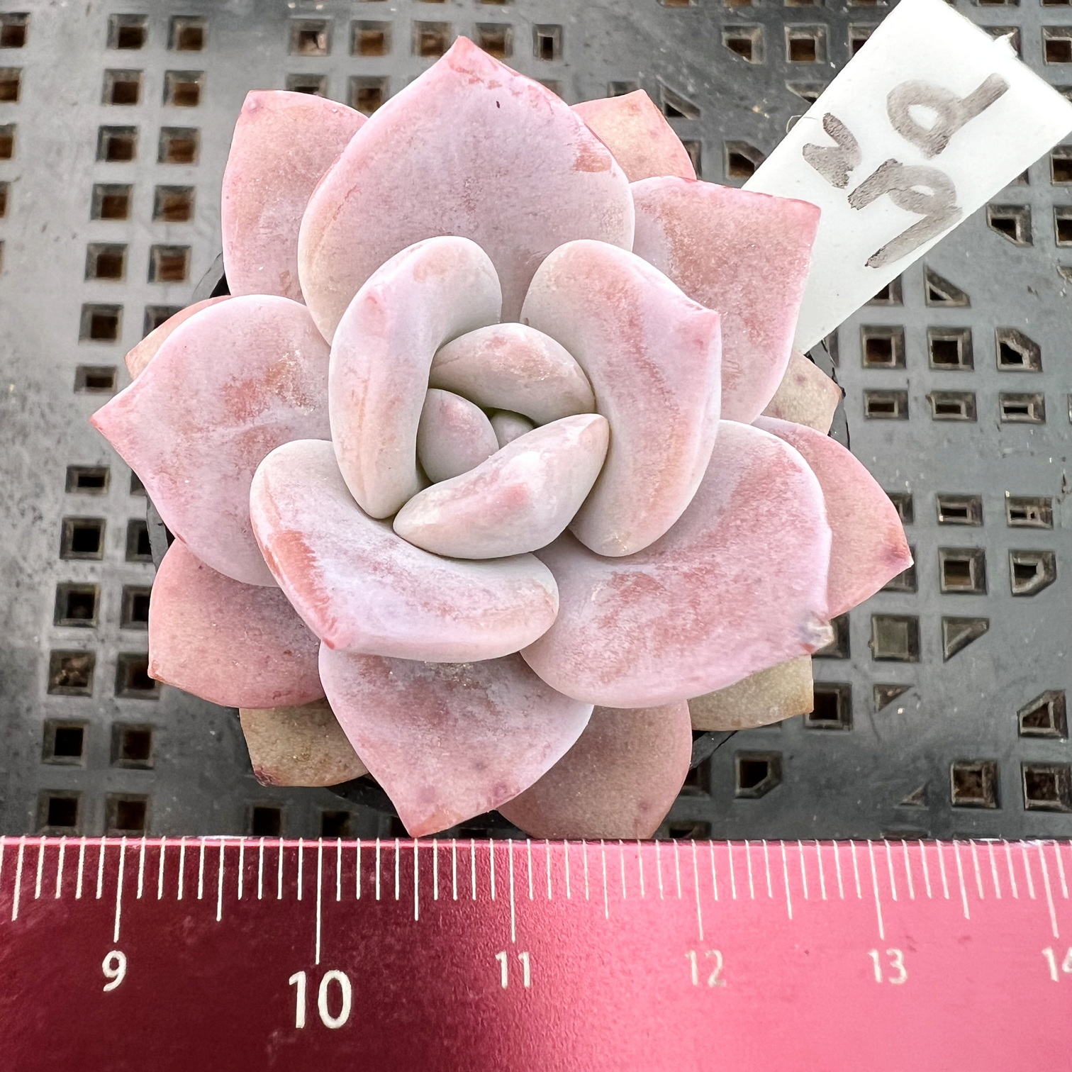 绘雪雪莲SP肉肉多肉植物小盆栽绿植新手花卉一物一拍！-图0