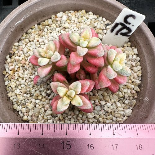 白鹭锦  小型种 可爱多肉植物肉肉盆栽  一物一拍 - 图1