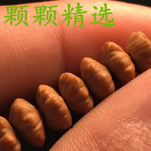 包邮金叶莲花菩提金钱菩提子216颗佛珠念珠高桩飞碟无色差 - 图1