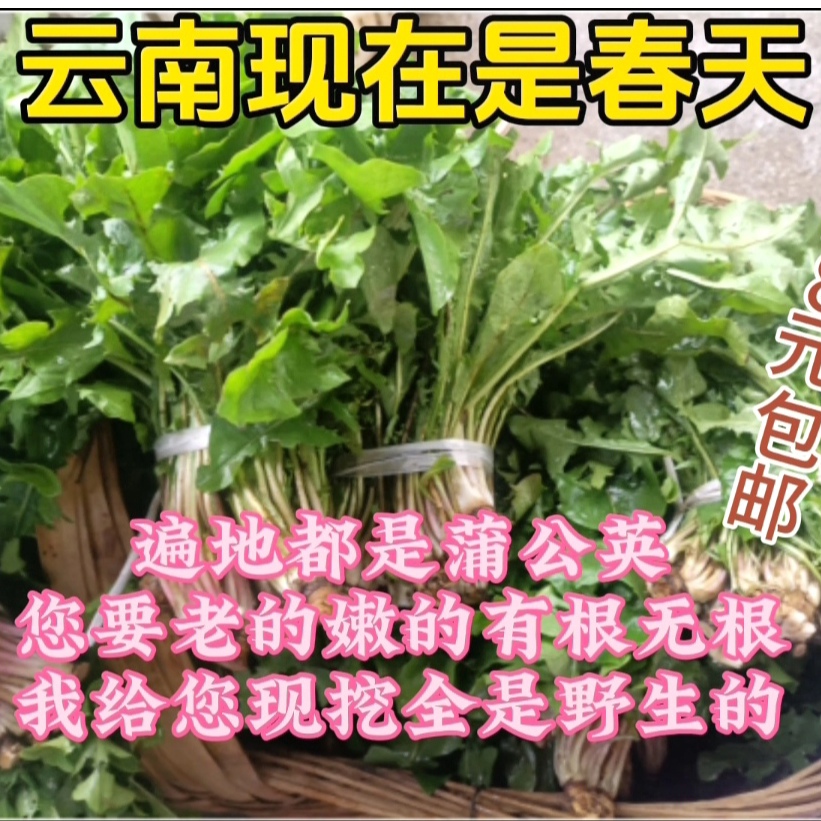 新鲜蒲公英野生现挖山野菜花嫩叶草东北蘸酱菜纯菜苦菜婆婆丁-图1