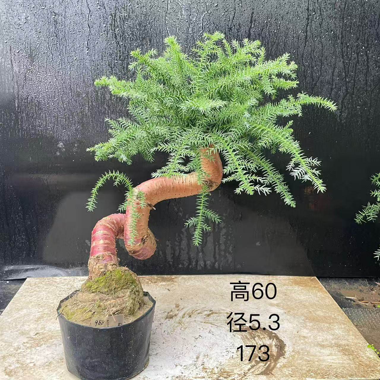 澳洲杉盆景不老松造型提根盆栽澳大利亚杉欧洲杉客厅,淘宝优惠券,粉丝福利购,淘宝优惠卷