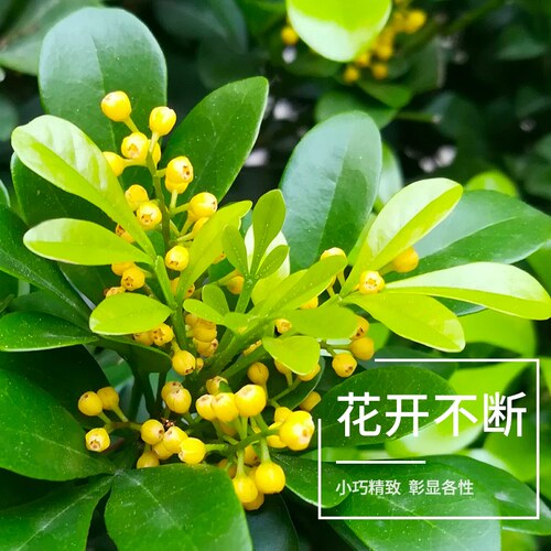 米兰花盆栽树苗植物室内花苗浓香型四季开花米仔兰老桩大棵好养活 - 图2